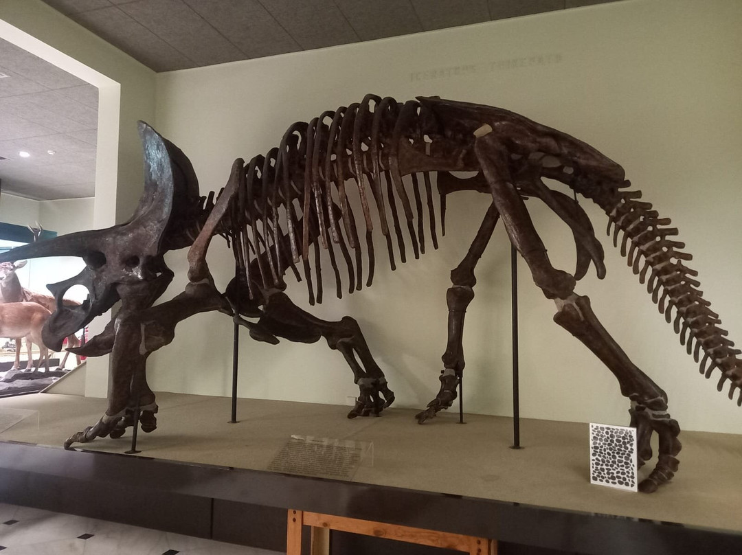 Goulandris Museum of Natural History-基菲萨必去景点