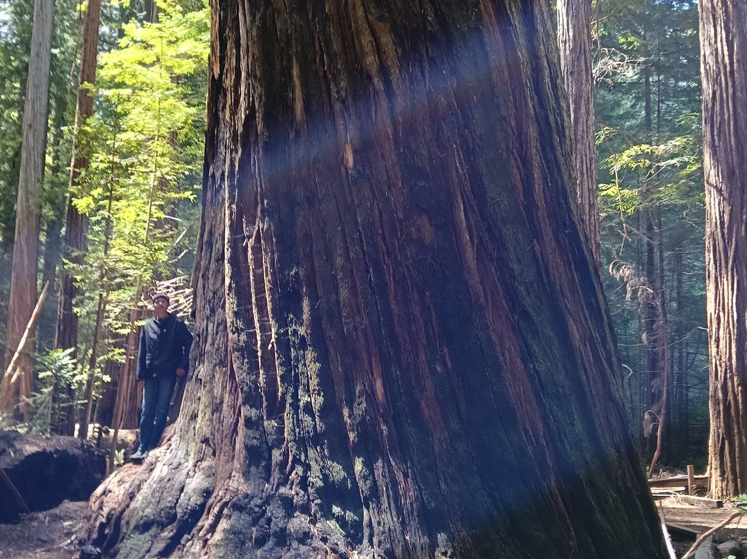 Tom's Muir Woods Walking Tours-米尔谷必去景点