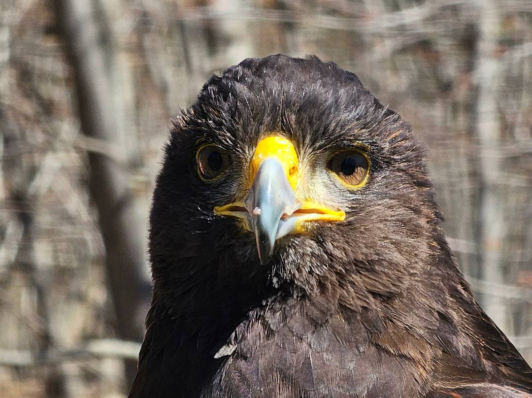 Monadnock Falconry-Temple必去景点