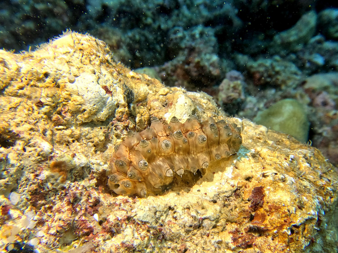 Miguel's Diving Gorontalo-哥伦打洛必去景点