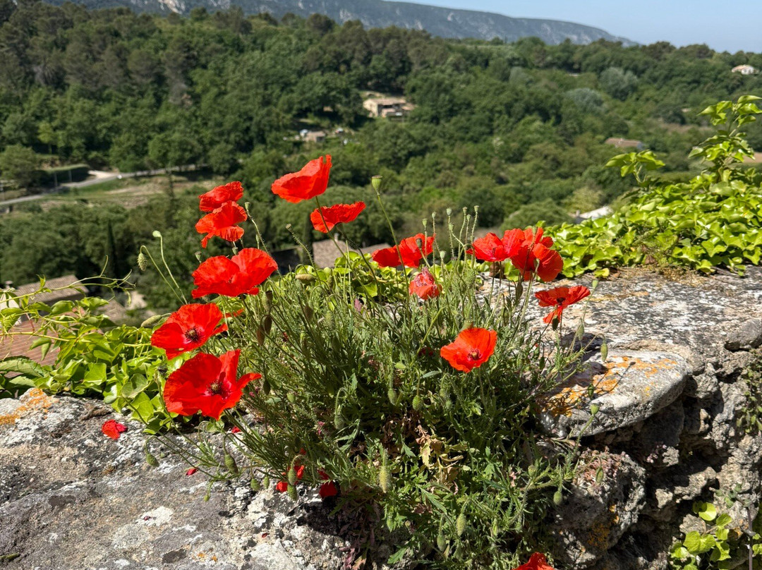Provence Cycling Holidays主图