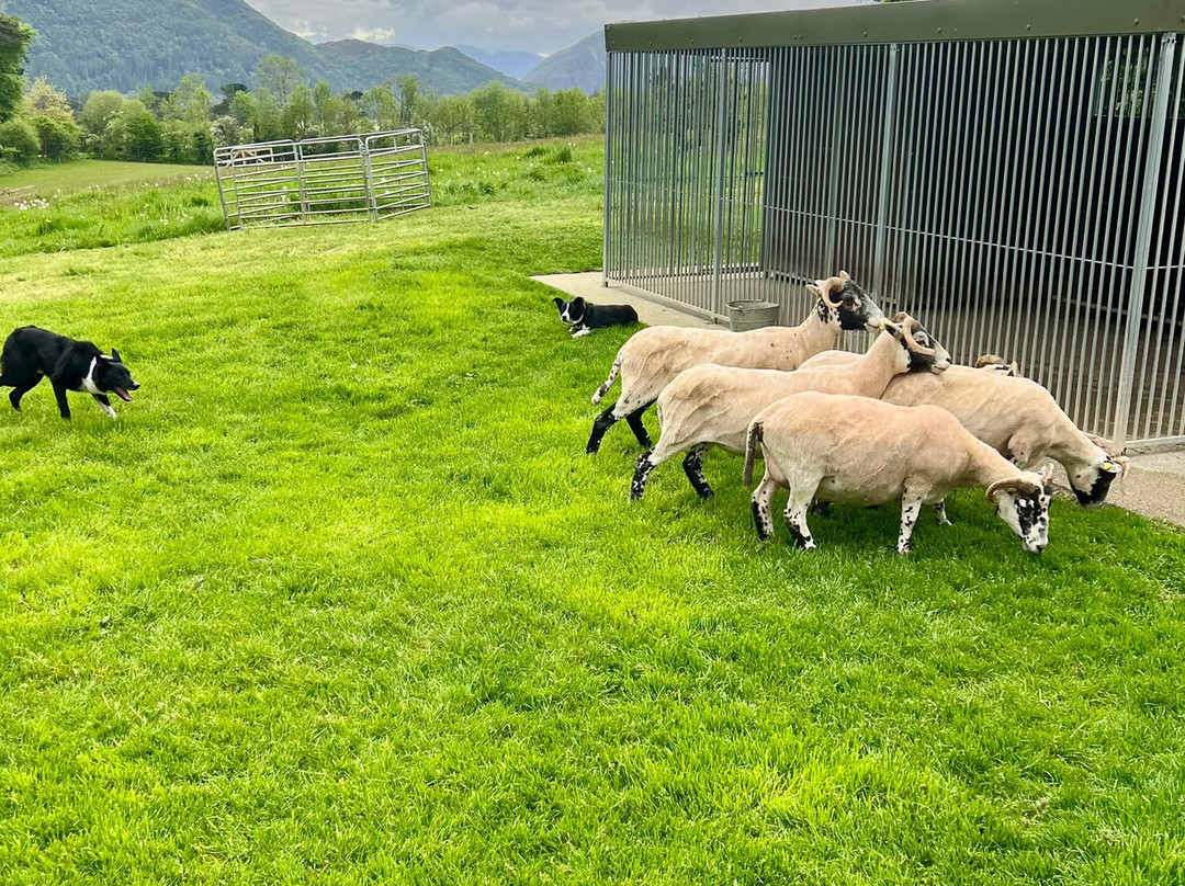 Muckross House, Gardens & Traditional Farms-基拉尼必去景点