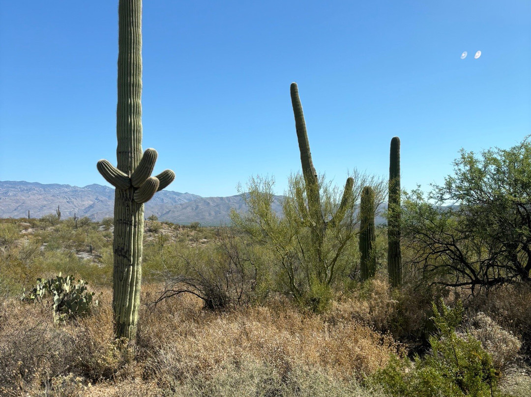 Saguaro National Park-图森必去景点