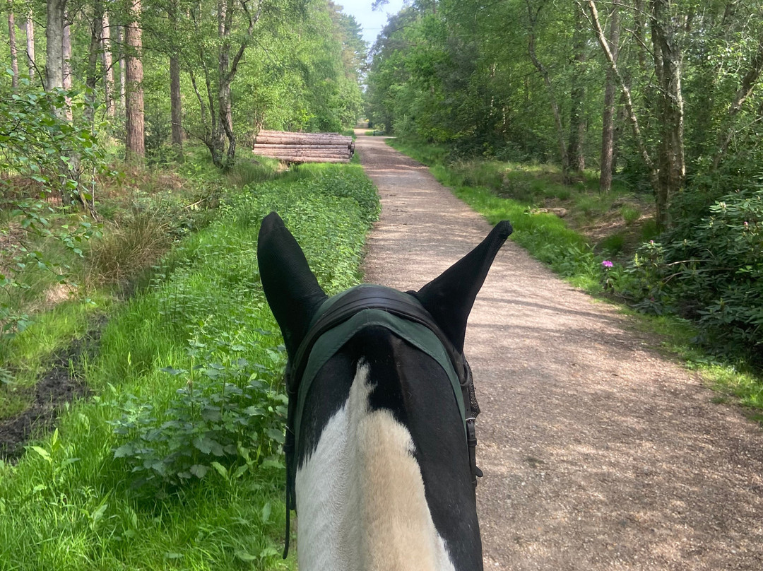 Eastmoors Forest Rides-St Leonards必去景点