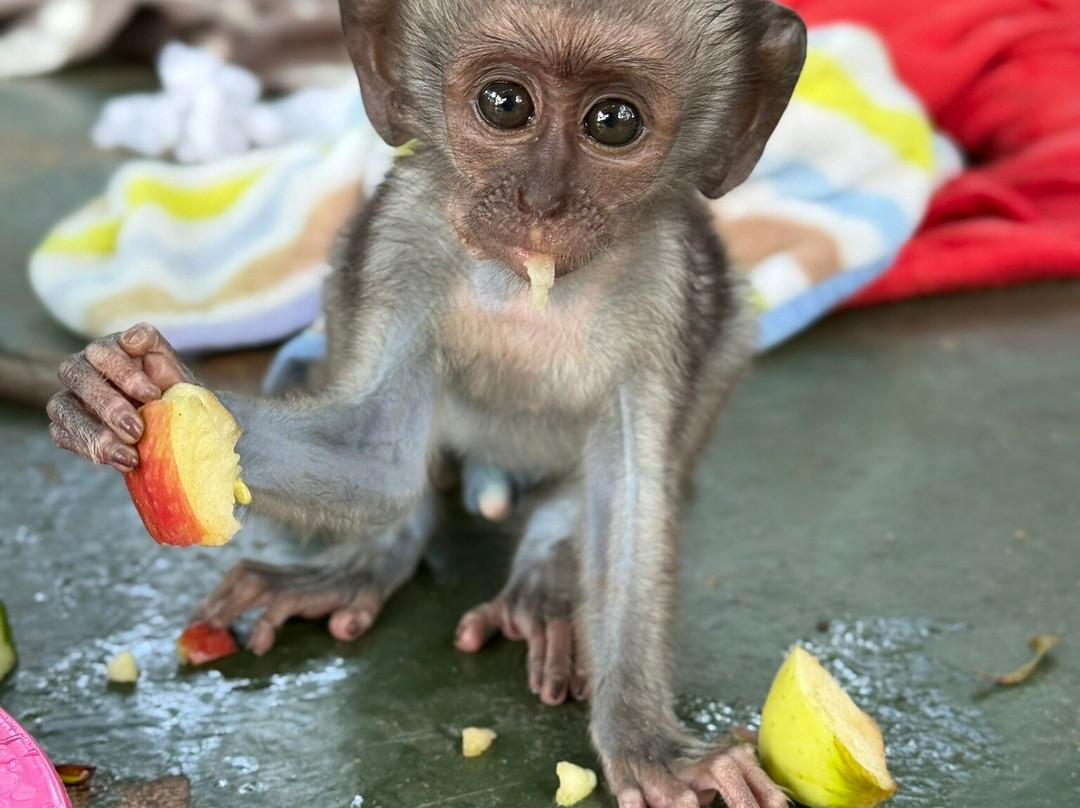 Vervet Monkey Foundation-参宁必去景点