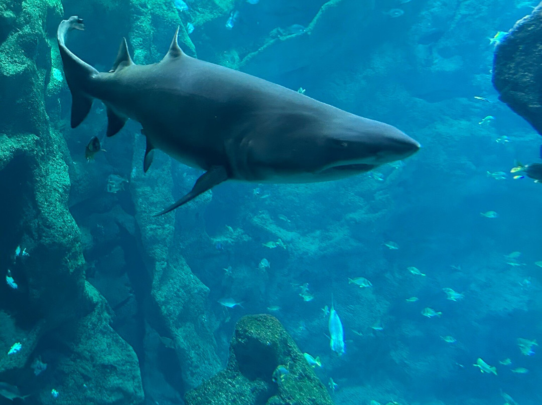 Aquarium La Rochelle-拉罗谢尔必去景点