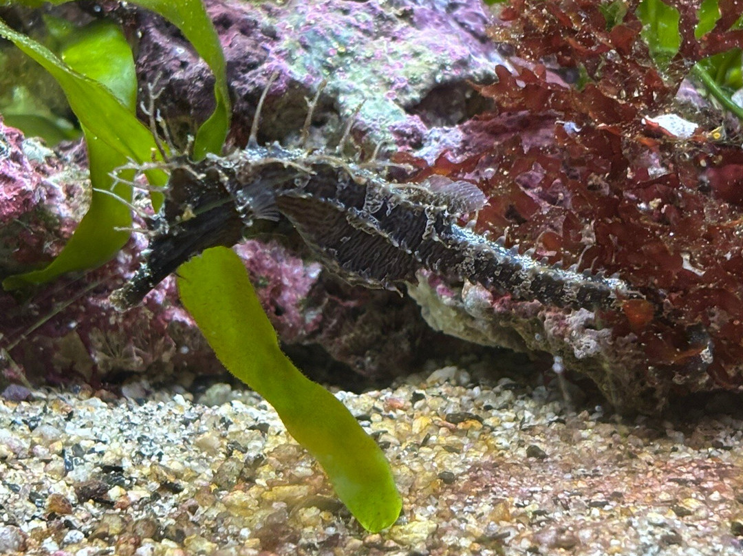 Aquarium de Biarritz-比亚里茨必去景点
