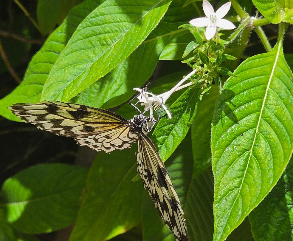 Butterfly World-Coconut Creek必去景点