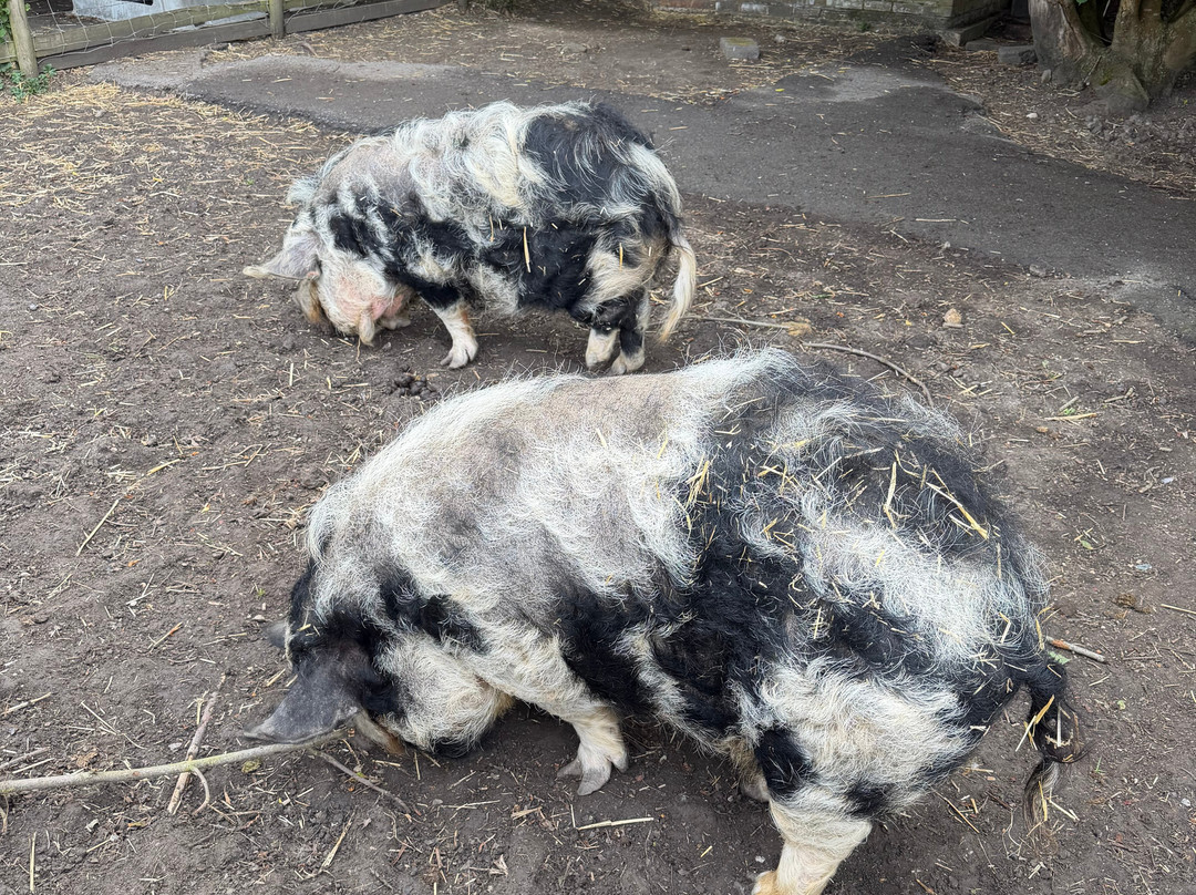 Marsh Farm Animal Adventure Park-Woodham Ferrers必去景点