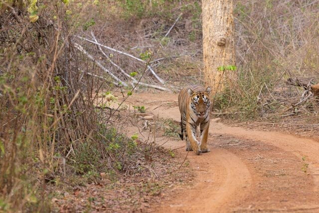 Tadoba Andhari National Park-Chandrapur District必去景点