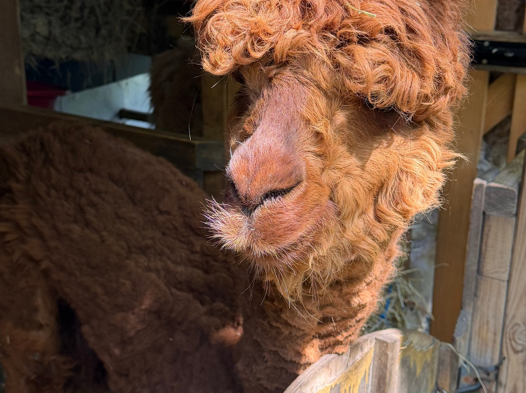 Alpaca Trekking-Wells-next-the-Sea必去景点