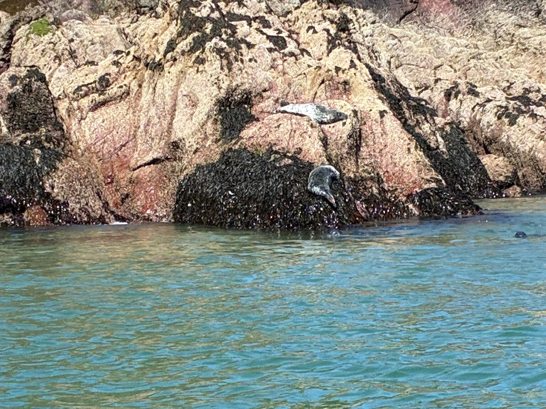 Saundersfoot Sea Safari-桑德斯富特必去景点