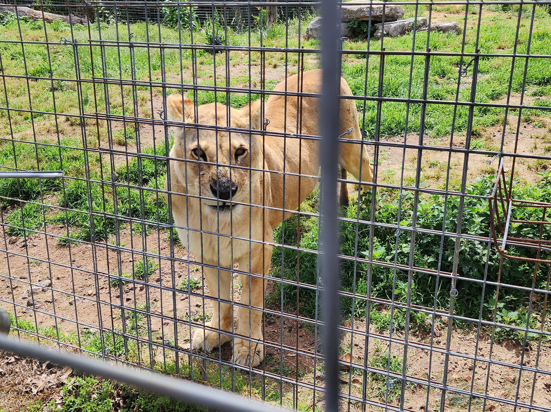 National Tiger Sanctuary-Saddlebrooke必去景点