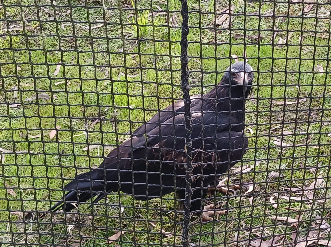 Raptor Refuge-Kettering必去景点