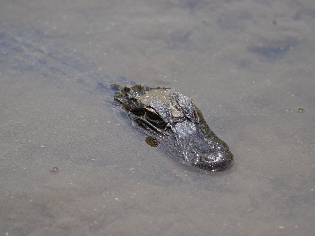 Airboat and Gator Charters-De Leon Springs必去景点
