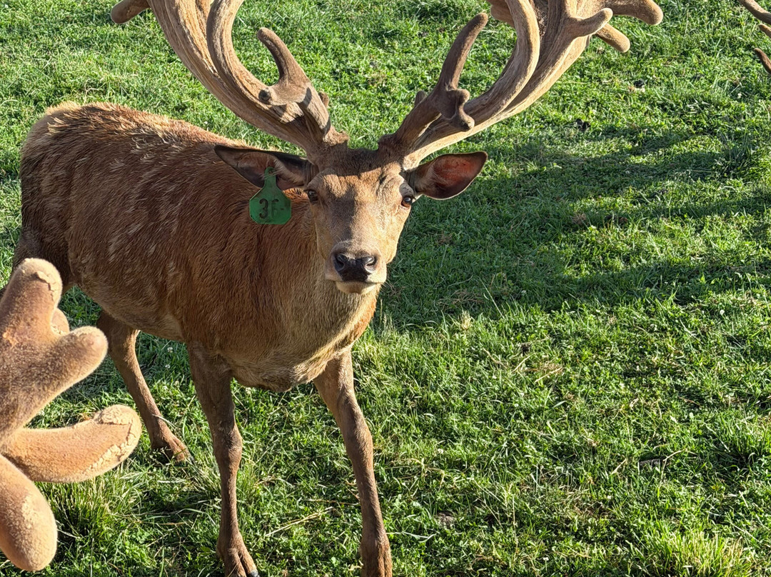Red Deer at Rolling Hills Farm-Catawissa必去景点
