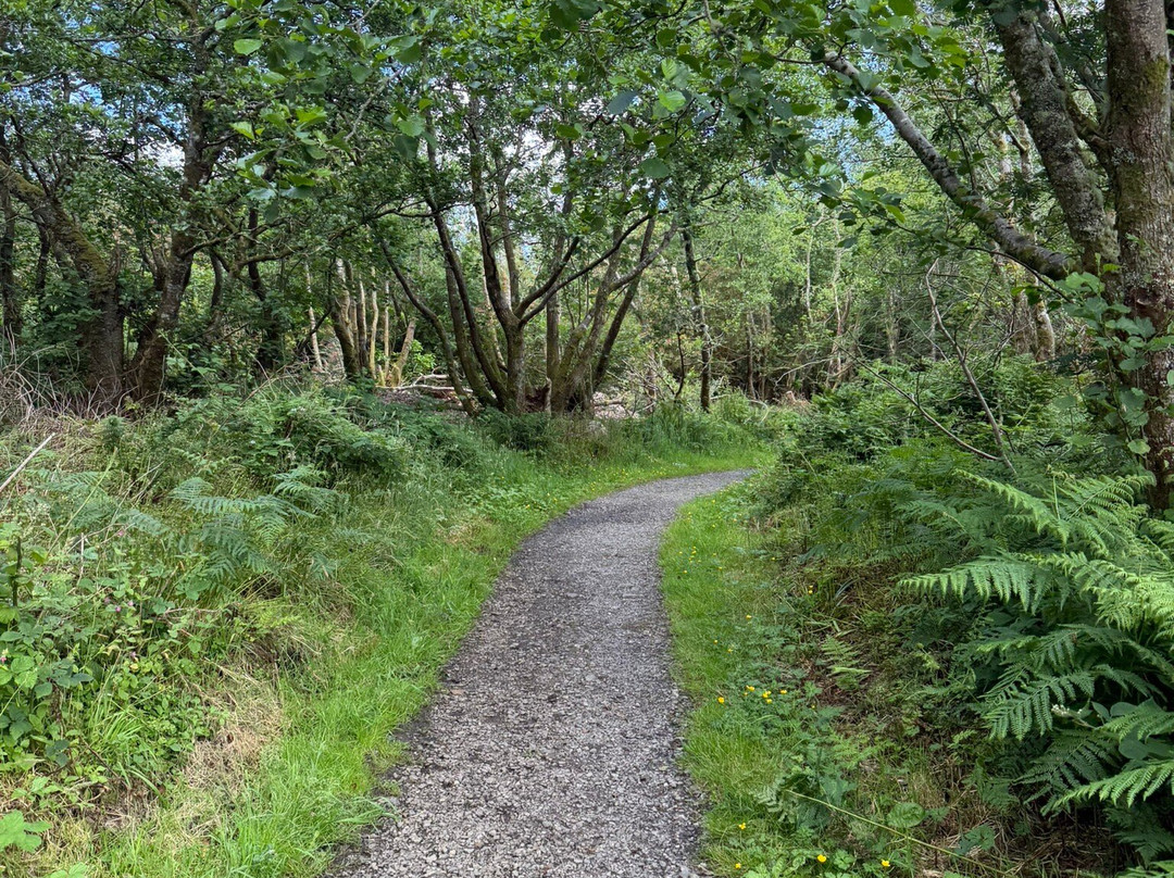 Benbulben Forest Walk-Drumcliff必去景点