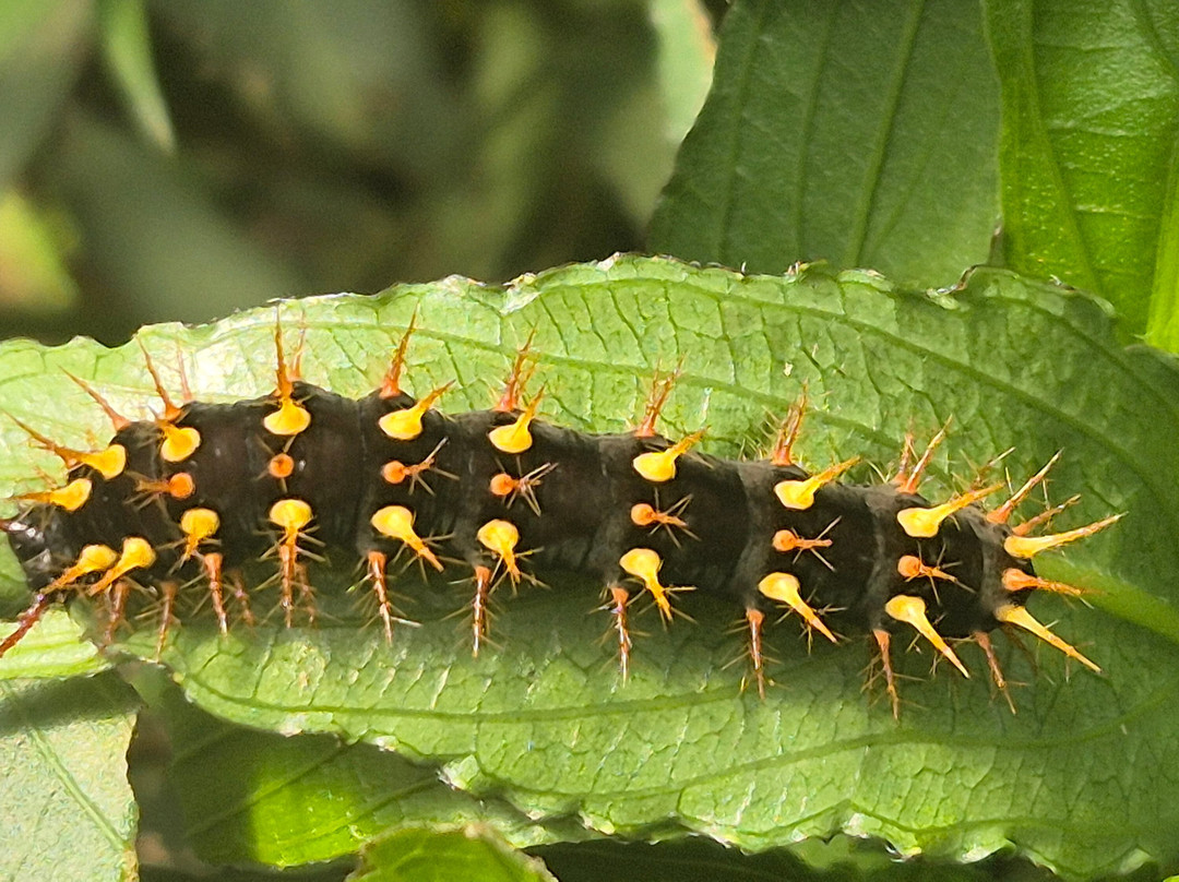 Guys Butterfly House-St Hilary必去景点