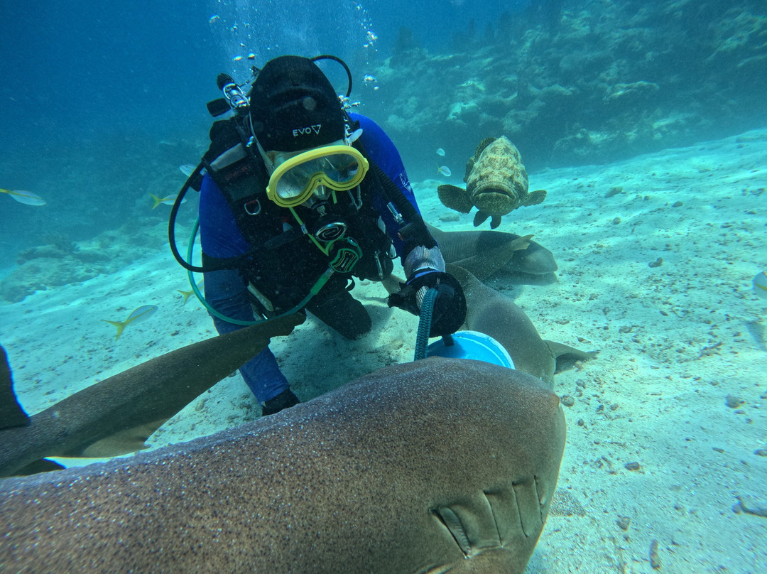 Captain Slate's SCUBA Adventures-Tavernier必去景点