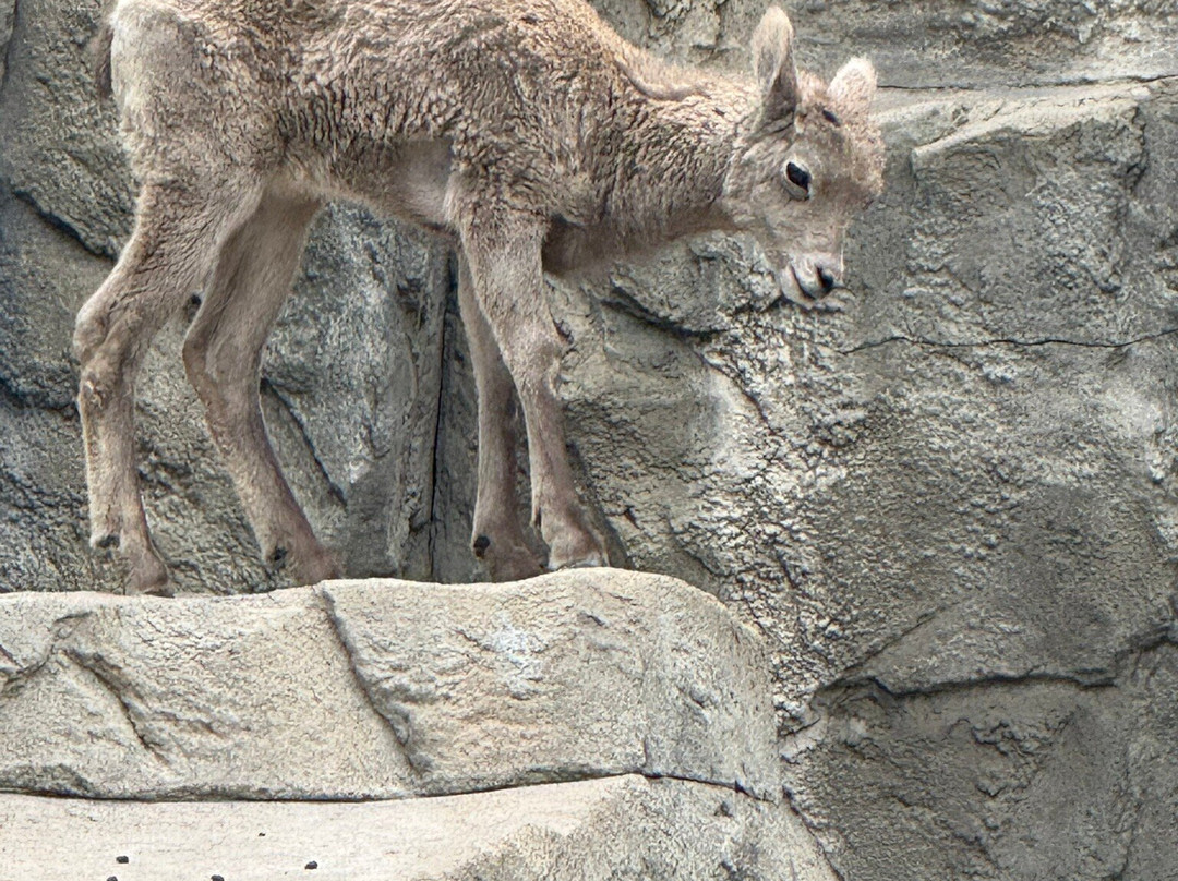 Denver Zoo-丹佛必去景点