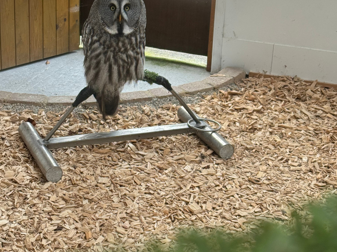Ireland's School of Falconry-康镇必去景点