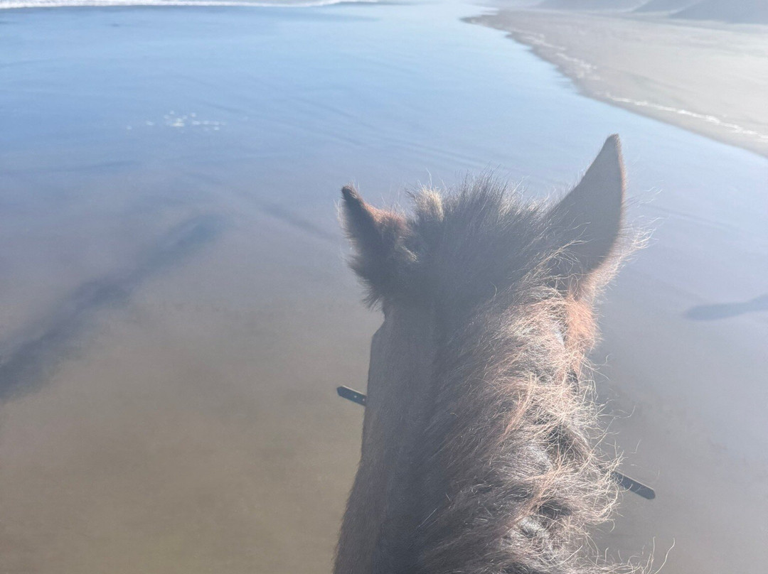 Muriwai Beach Horse Treks-穆里怀海滩必去景点
