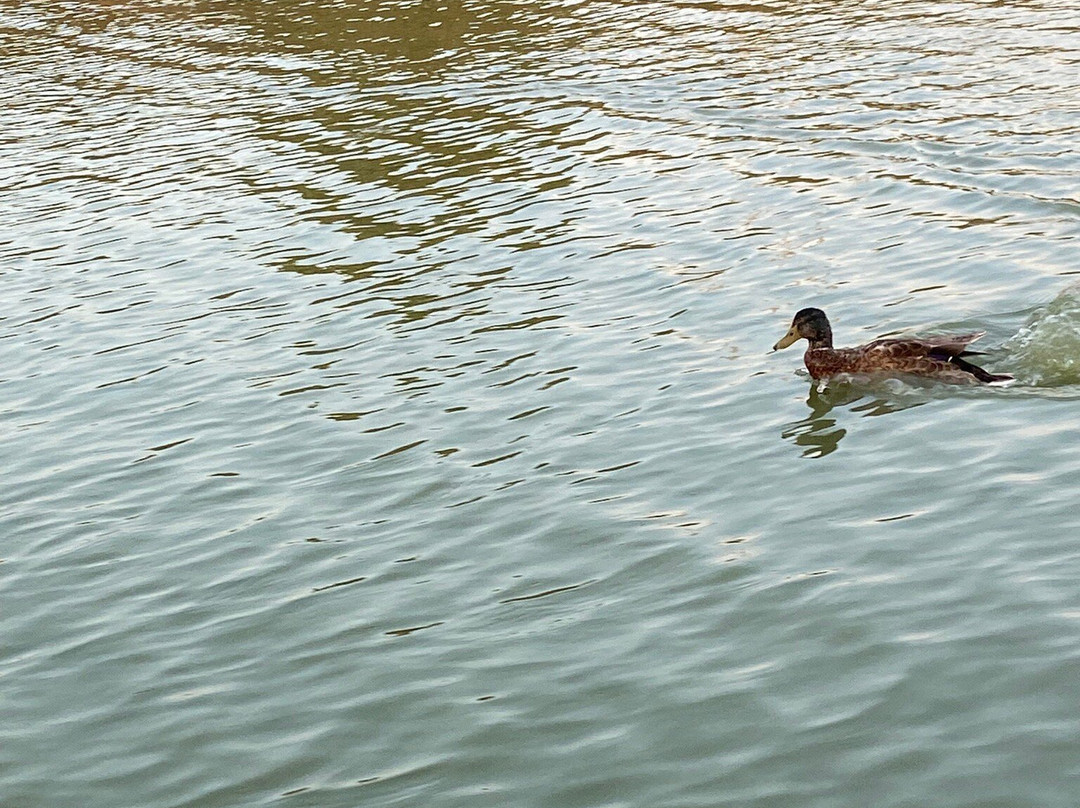 Visit Albufera-巴伦西亚必去景点