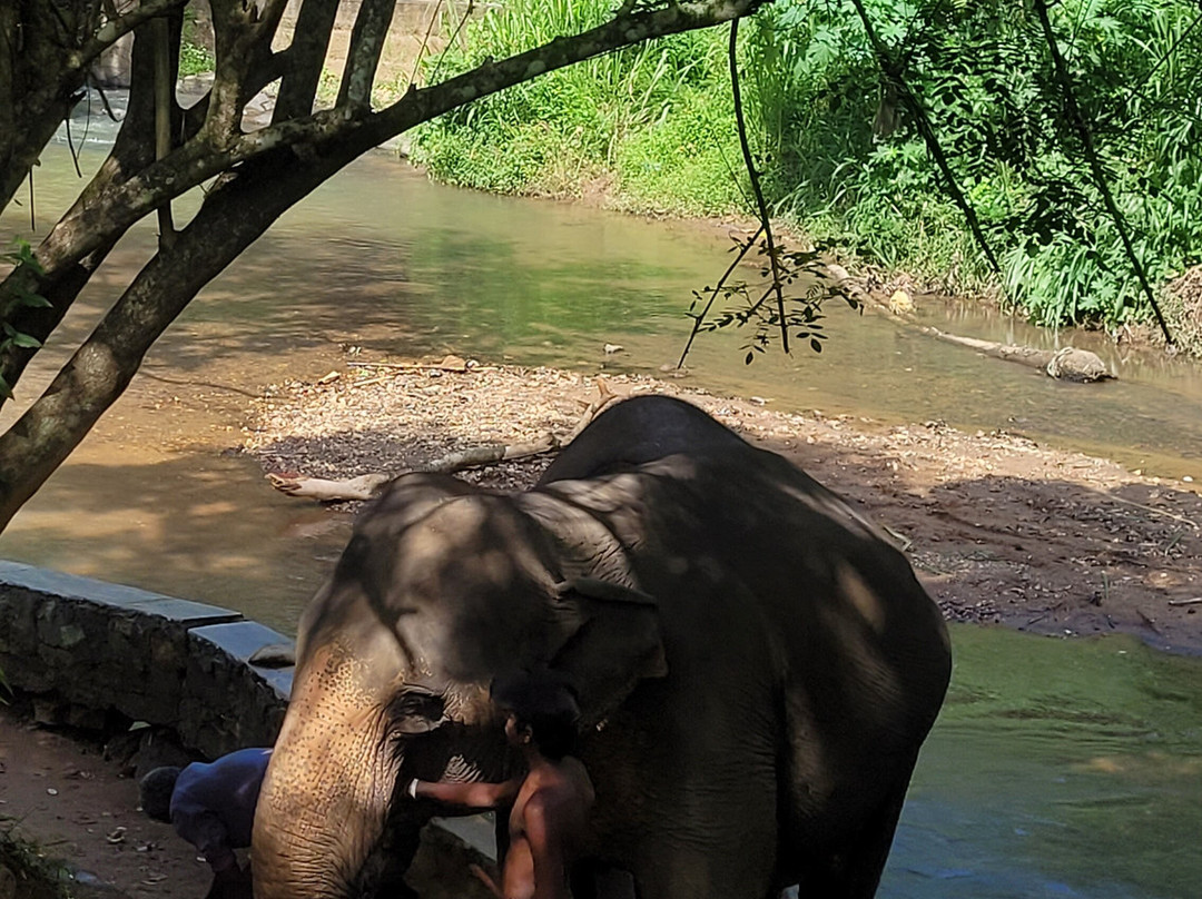 Elephant Freedom Project-凯格勒 必去景点