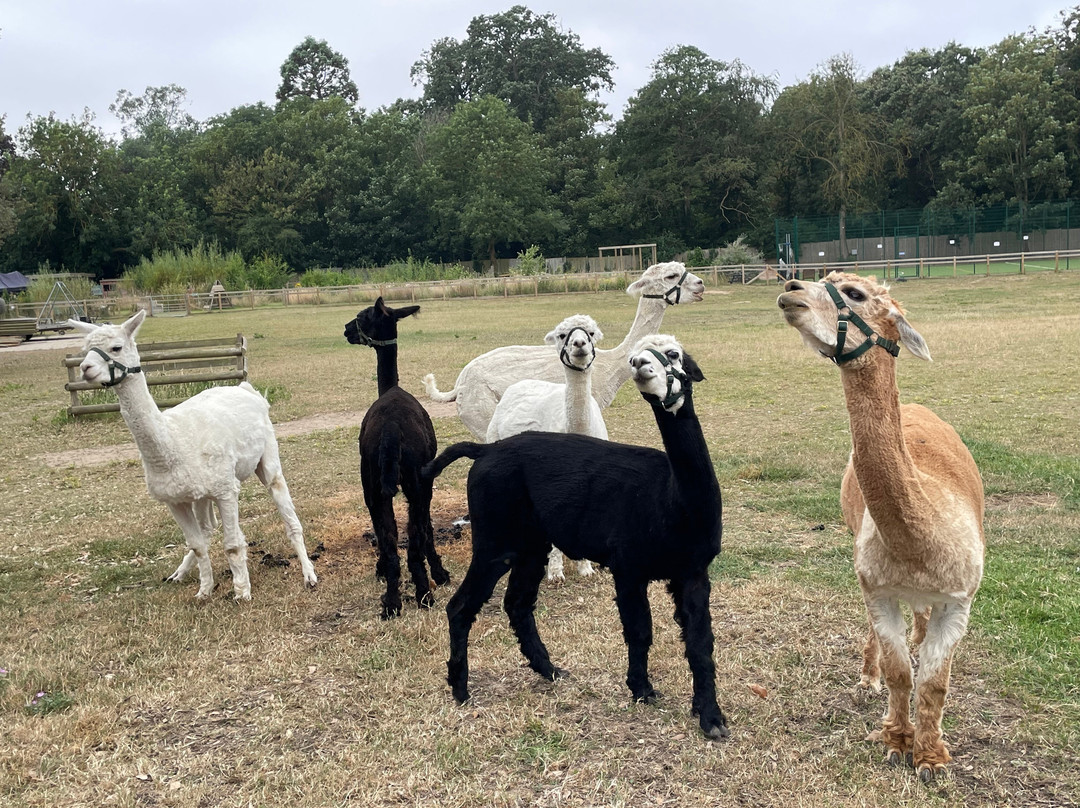 Woodland View Alpacas-Birchington必去景点