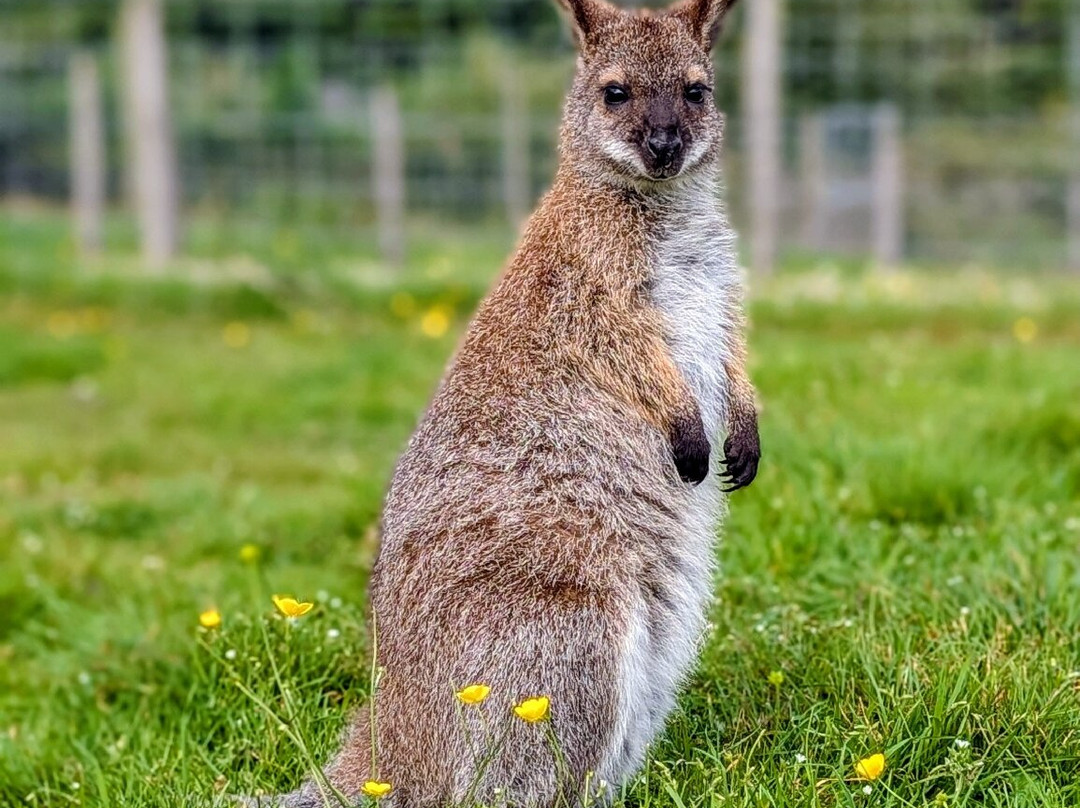 Hillview Animal Park-Alloa必去景点