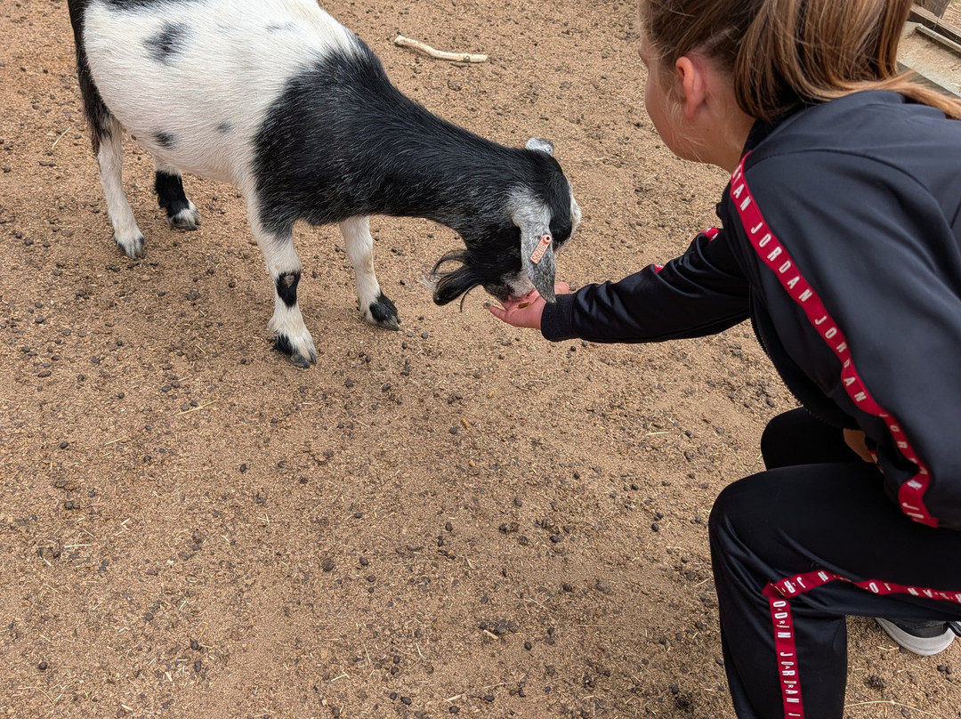 Stantons Farm - Petting Farm-Black Notley必去景点