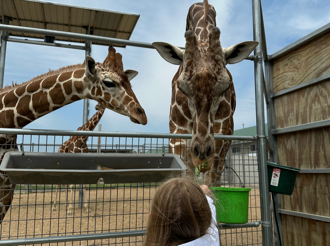 Tanganyika Wildlife Park-Goddard必去景点