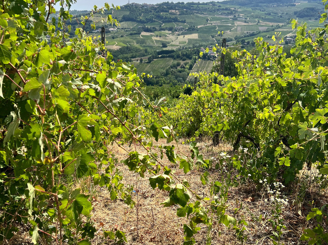 Dezza 1890 Winery-Montecalvo Versiggia必去景点