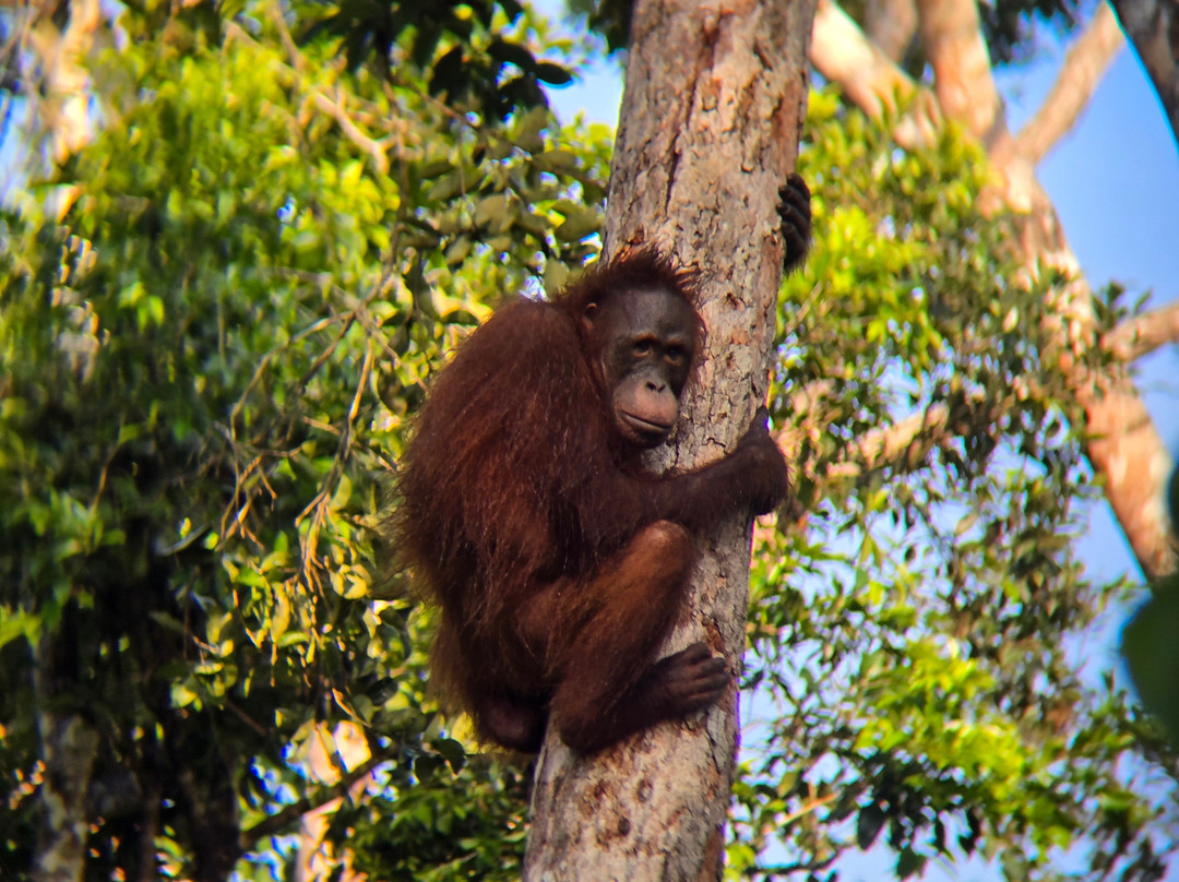 Orangutan Houseboat Tour-Kumai必去景点