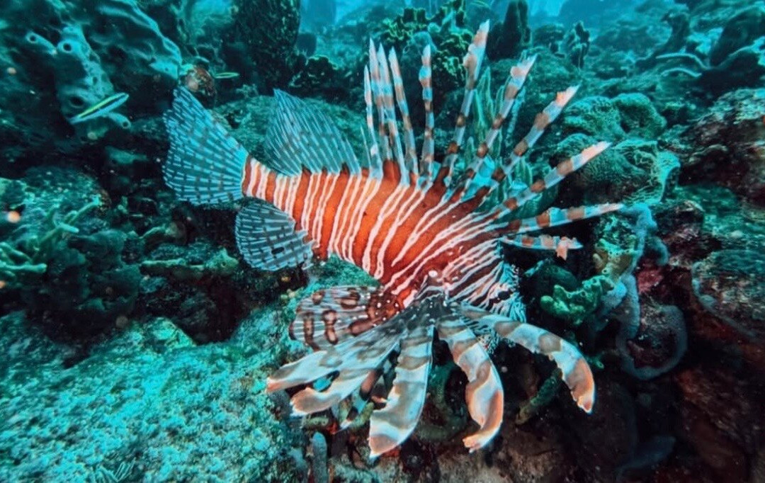 Nautilus Isla Fuerte-Isla Fuerte必去景点