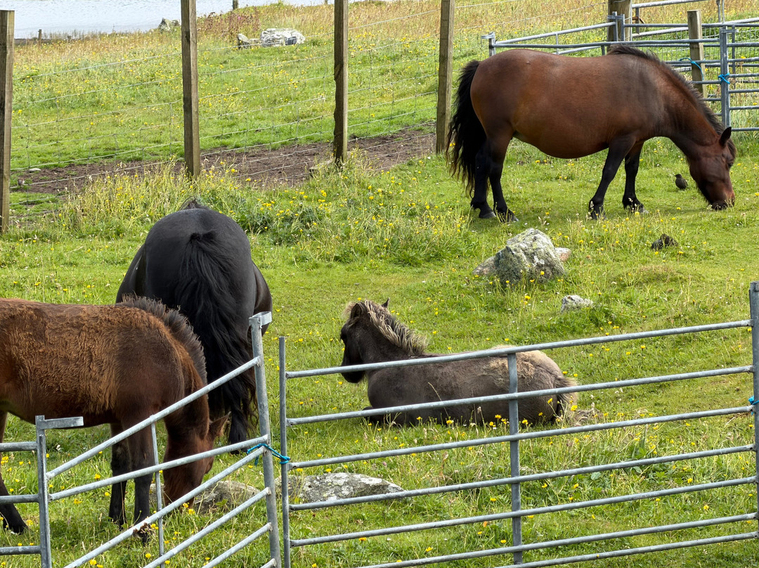 The Shetland Pony Experience-Papil必去景点