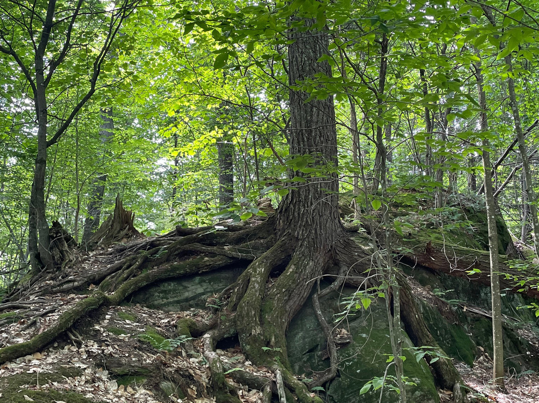 Hardwood Lookout Trail-阿冈昆公园必去景点