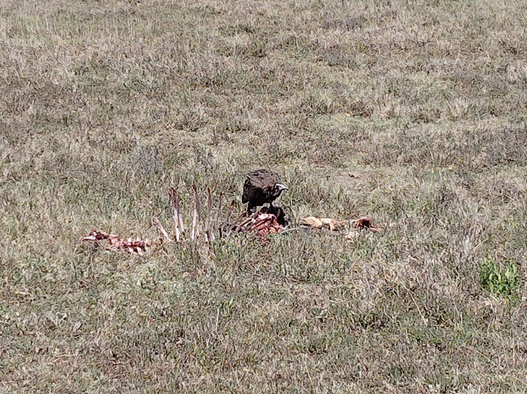 Safari Kenya Tanzania-瓦塔木必去景点