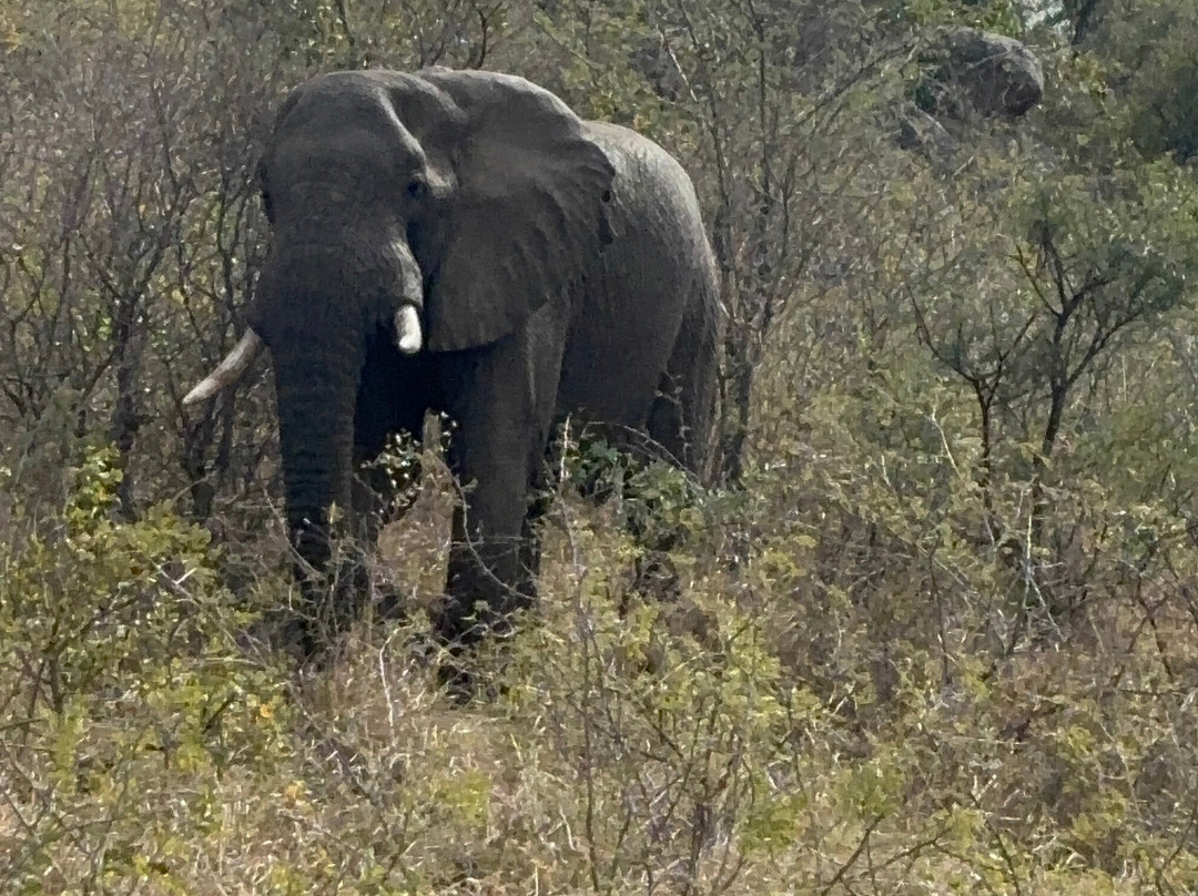 Hluhluwe - iMfolozi Park Wilderness Area-Hluhluwe Game Reserve必去景点