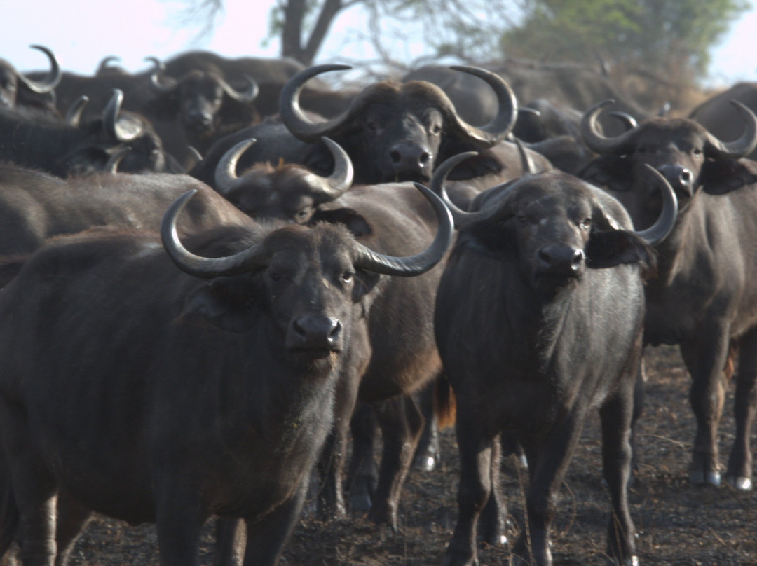Makasa Tanzania Safaris-莫西必去景点