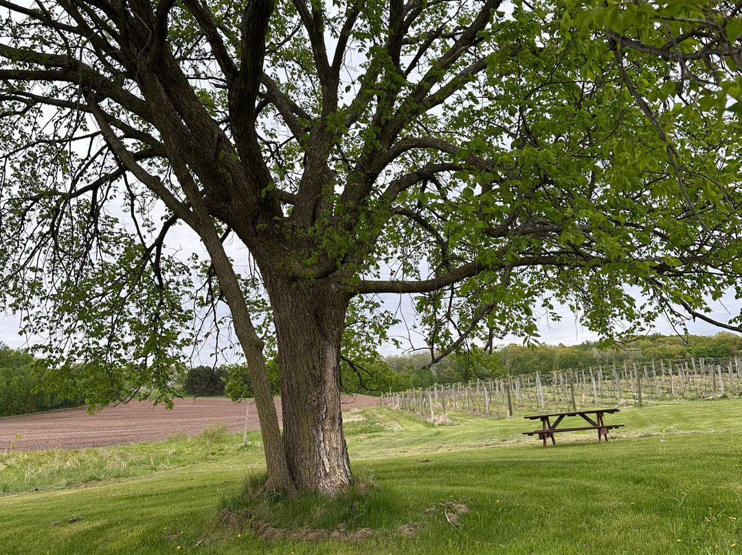 Chateau St. Croix Winery-Saint Croix Falls必去景点