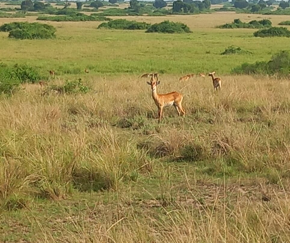 Queen Elizabeth National Park-Kasese必去景点