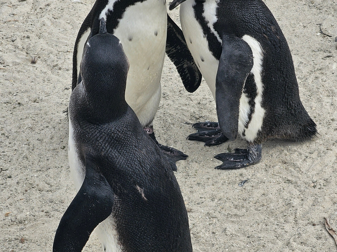 Boulders Beach Penguin Colony-西门镇必去景点