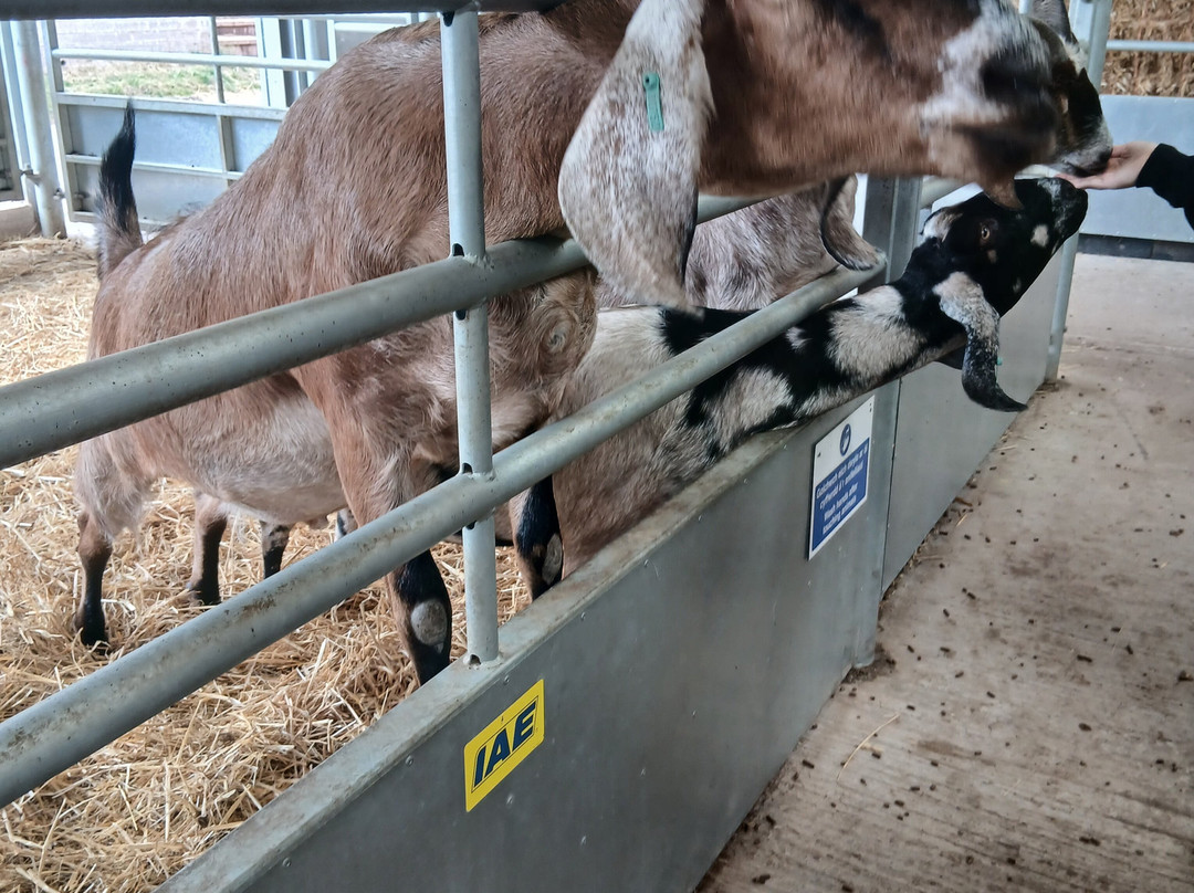 Greenmeadow Community Farm-Cwmbran必去景点