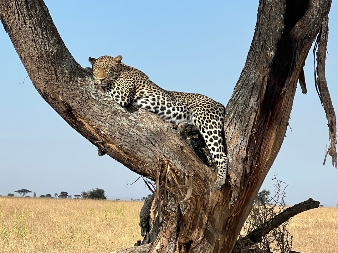 Best tour operator in Tanzania by Rede Tours and Safaris-多多马必去景点
