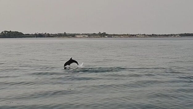 Jonian Dolphin Conservation-塔兰托必去景点