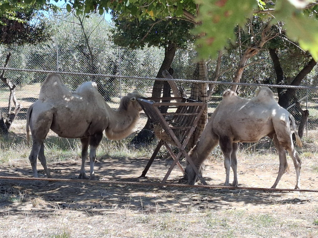 Zoo d'Abruzzo-Rocca San Giovanni必去景点