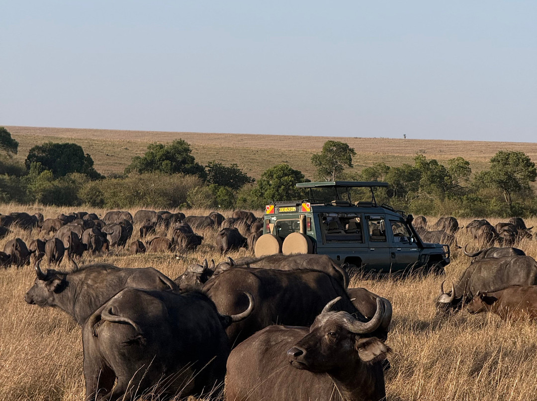 Maasai Mara National Reserve-纳罗克必去景点