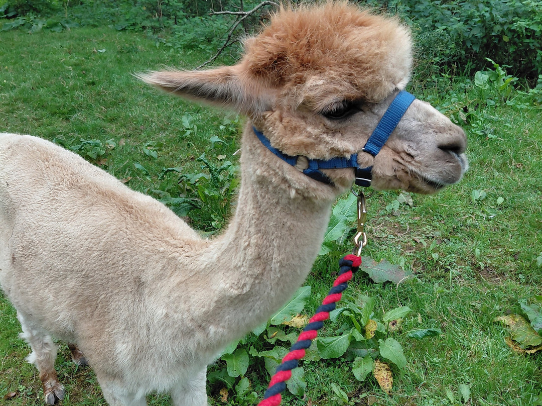 Bell Farm Alpacas-Pensford必去景点