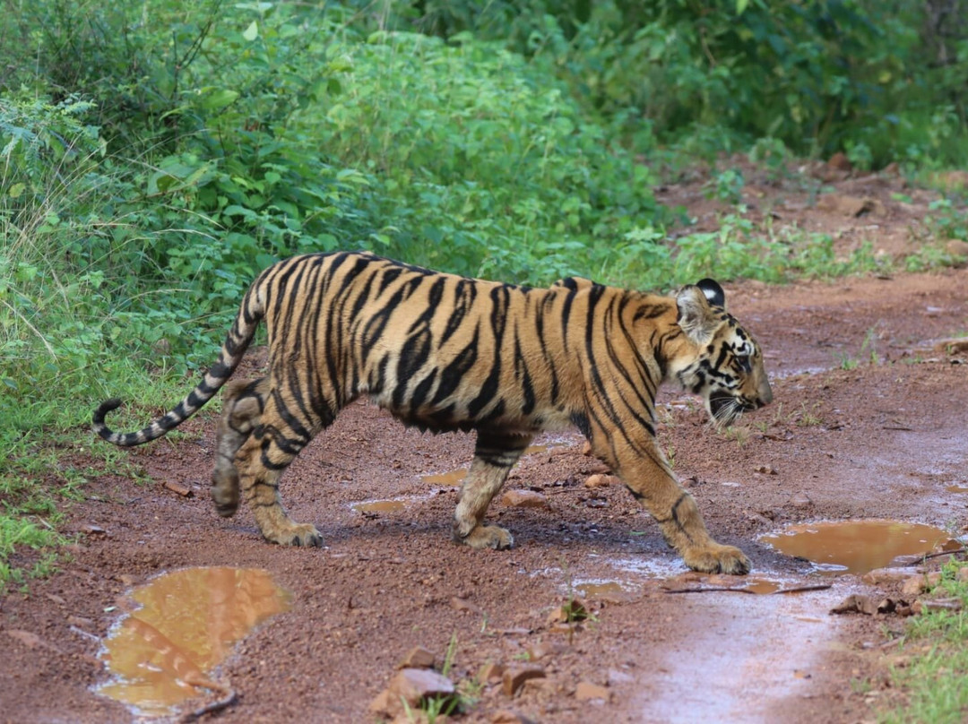 Tadoba Andhari National Park-Chandrapur District必去景点